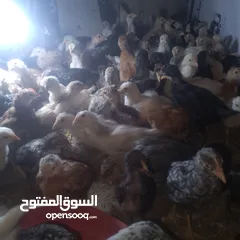  3 صيصان بلدي العمر شهر