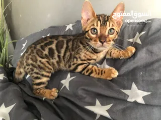  1 pure bengal kitten 3 months old fully vaccinated with passport.