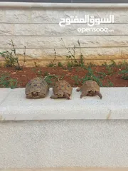  1 ثلاث سلاحف للبيع