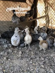  7 الدجاج السلطاني