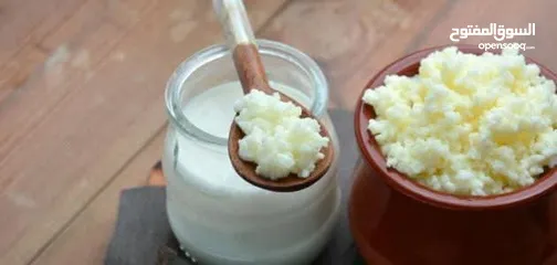  3 الكفير او الكيفير ( الفطر الهندي ) لزياده مناعة الجسم