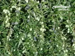  12 مزرعة مع بيت لقطة للبيع