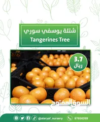  17 شتلات وأشجار البرتقال والحمضيات من مشتل الأرياف  أسعار منافسة نارنگی /  میندر کا درخت orange tree