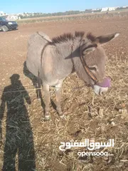  6 حمار غنم نخب اول ولا غلطه مخصي