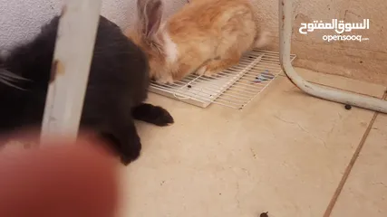  16 ارانب  lion head ذكور نوعهم راس الاسد Rabbits