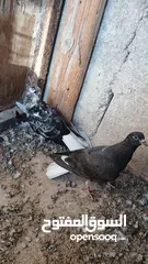  5 فراخ للبيع صحه ونظافه عدد 8 قابل للبدل