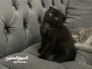  13 كتن سكوتش فولد و ستريت وام منتجه