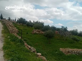  4 لقطة مزرعة مميزة 7 دونمات اراضي جرش عنيبة مشجره جاهزة ب40 الف لكامل القطعة