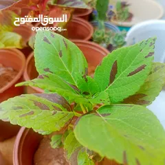 1 مشتل بيتي متوفر انواع زينة خارجية وداخلية والتوصيل بأسعار رمزية
