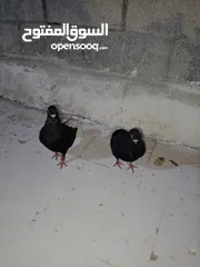  3 حمام نوري اسود جوز بصلاه على النبي تحتهم بيض قرب يفقس