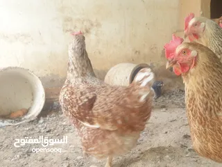  2 للبيع دجاج الهولندي الفاخر الاصل الحجم الضخم منتج يومي وحجم البيض كبير الحجم البيض الاحمر