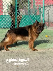  3 بــــــــسعر مغري سامويد وجيرمن