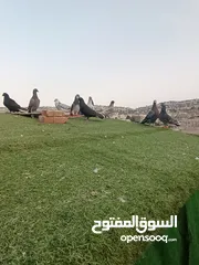  15 حمام بيع مستعجل للبيع