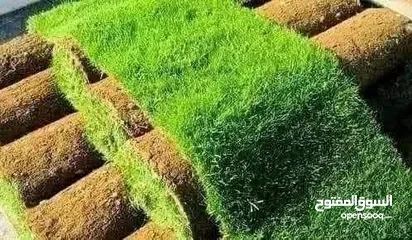  6 نجيل طبيعي نجيل ديكوندرا