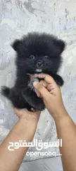  8 Mini Pomeranian Male puppy