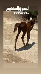  2 مهرة عربية غير مسجلة بنت فحل عربي واهو مسجل للبيع