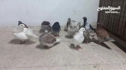  6 حمام مالطي جامبو البيع كوم بسعر حرق