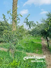  2 بستان للبيع في قضاء شط العرب