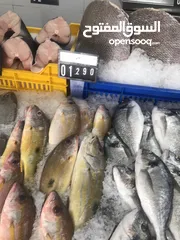  18 ‏للبيع سمك