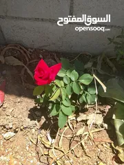  1 ارض للبيع حلوه بمناسبه