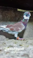  10 بسم الله الرحمن الرحيم   متاح بالصلاة على النبي   مسود قراقطه شامي   مطوق احمر   مطوق اسود   عنابي ا