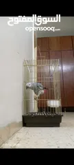  1 ببغاء كاسكو متكلم بحكي اكثر من 30 كلمه