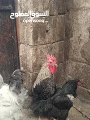  4 ثلاث ديوك بلدي