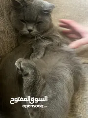  1 قط برتيش ذكر معقم