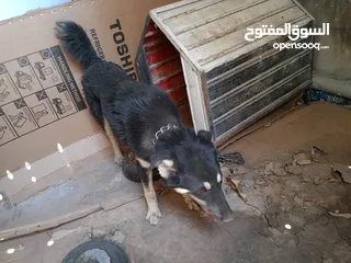  2 كلب جيرمن شيبرد للبيع او للبدل اليف جدا لعوب