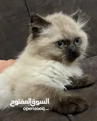  11 قطط ذكور عمر 3 اشهر واحد همالايا شوكليت بلو بوينت وواحد بريتش ريد عيون خضراء والاتنين شعر طويل ناعم