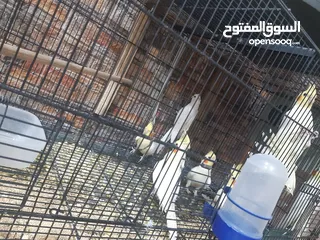  6 كوكتيل للبيع