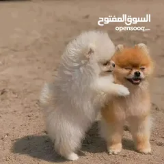  2 Pomeranian Teacup