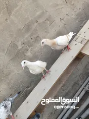  3 افرخ زاجل كلش حلوات