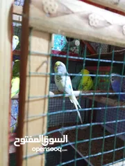  2 طيور حب 5 ازواج اصليات وجواهن افراخ مع قفص وبيوتهن وماكل اصليات