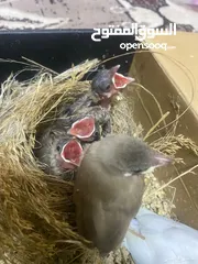  4 افراخ. شحروور من النوادر وفراخ بلابل عراقيه ترباي