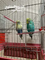  2 طيور للبيع