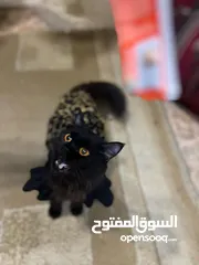  2 قطه وولادها 3 ابيض 1 اسود ذكور عمر 2 اسبوع