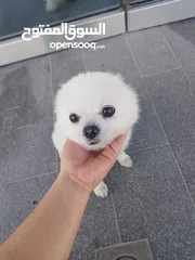  3 Top Korea Imported White Pomeranian Boy