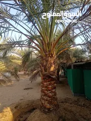  30 Date Palm Trees