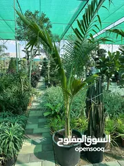  14 Indoor & Outdoor plants
