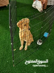  1 كلب جولدن ،،