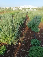 5 زعتر بلدي ورق سمسم بلدي سماق بلدي