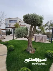  4 نجيل طبيعي للحدائق M5 - صنف وعرض مميز