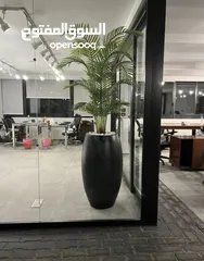  15 قواوير فايبر جلاس بشكل عصري أنيق #قواوير فايبر جلاس  #نباتات زينة ومثمر داخلي وخارجي  #إشراف مهندسين