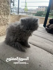  3 قطط سكوتش فولد مكس عدد 2  العمر شهرين وأسبوع إناث للبيع بسعر مغرررررري