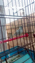  3 فحل صلاه النبي طول شبر