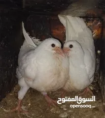  2 زغاليل للبيع تب صحه ونظافه