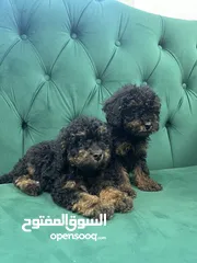  3 Very cute and Quality Toy poodles Black phantom & brown available in Ras Al khaimah