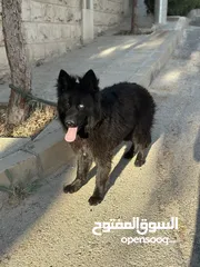  3 انثى رويال بلاك Female German Shepard Royal Black 10 months