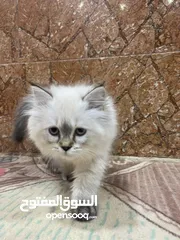 1 قطه هملايه العوبه